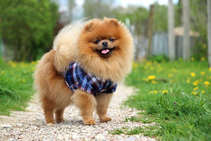 Pomeranian dog wearing a plaid shirt outdoors