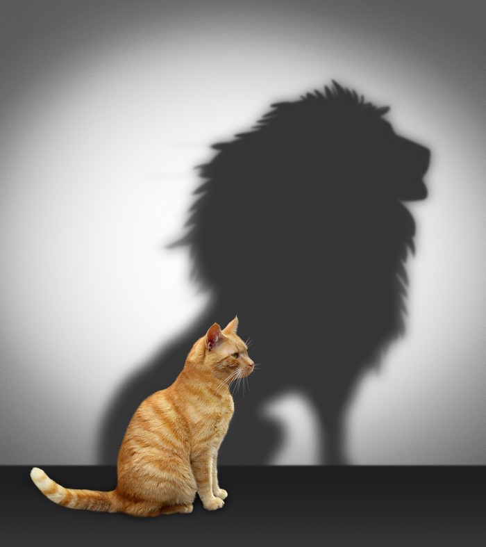 Orange cat casting a lion shadow