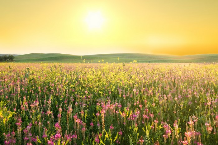 Field of pink and yellow flowers under a bright sun