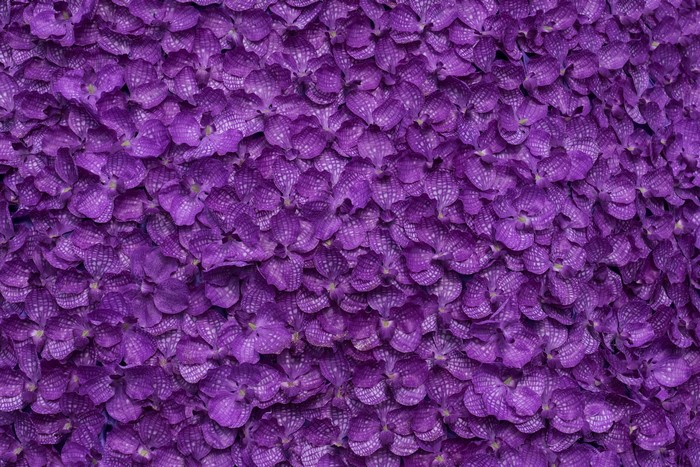 Purple Orchid Petals Texture
