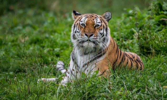 Tiger lying in green grass