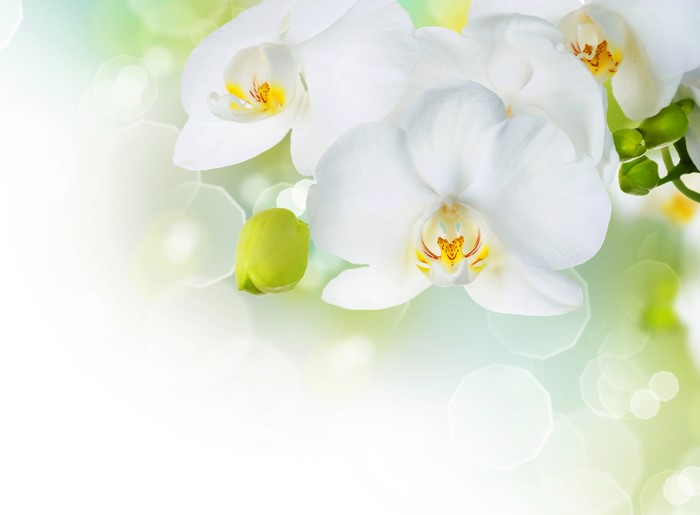 White Orchid Closeup