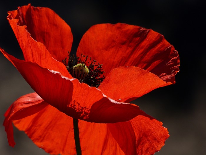 Close-up of a red poppy flower