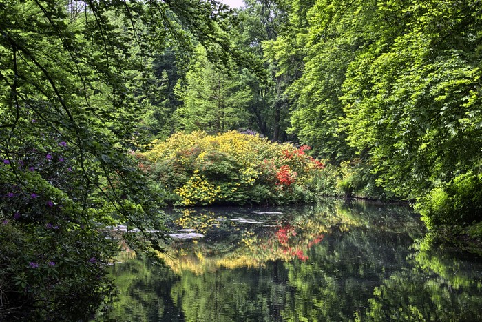 Rhododendron-Park Bremen Germany Pond Trees