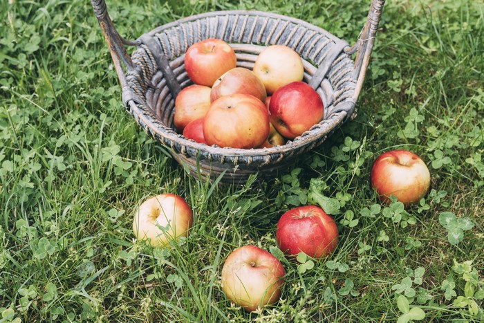 Apples in a wicker basket on grass