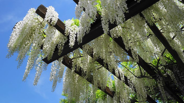 White Wisteria flowers on a wooden pergola