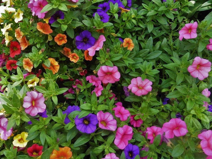 Calibrachoa flowers in various colors