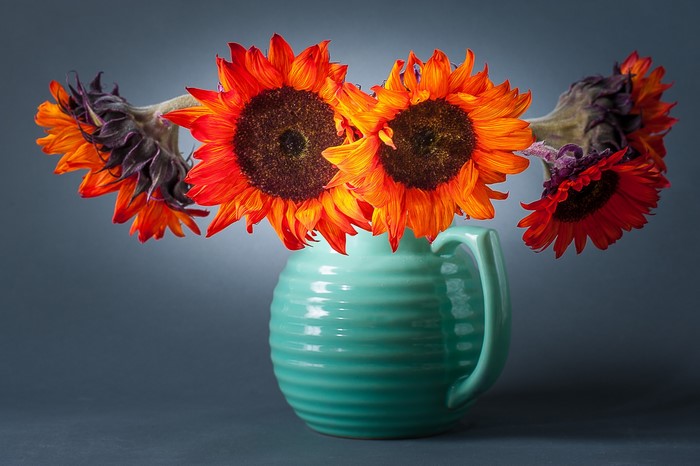 Orange sunflowers in a turquoise vase