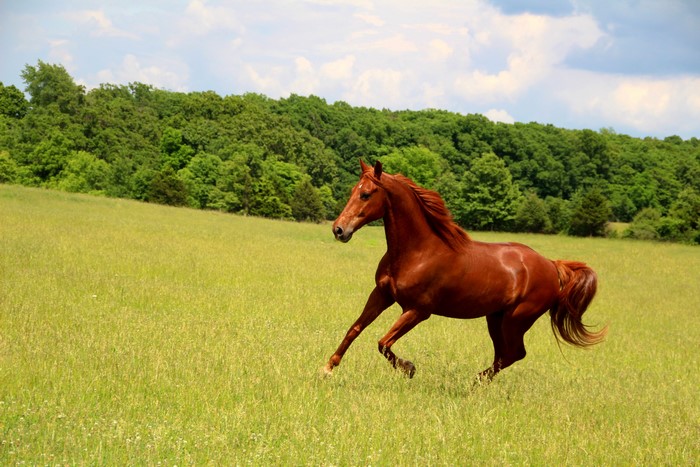 Majestic Horse Running in Green Grasslands