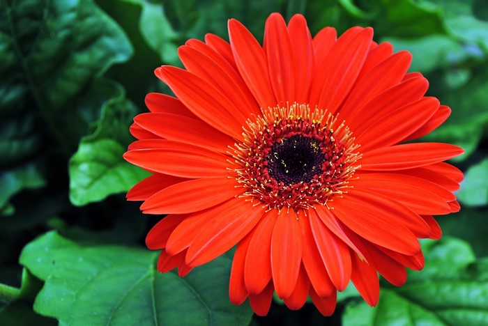 Red Gerbera flower with green leaves