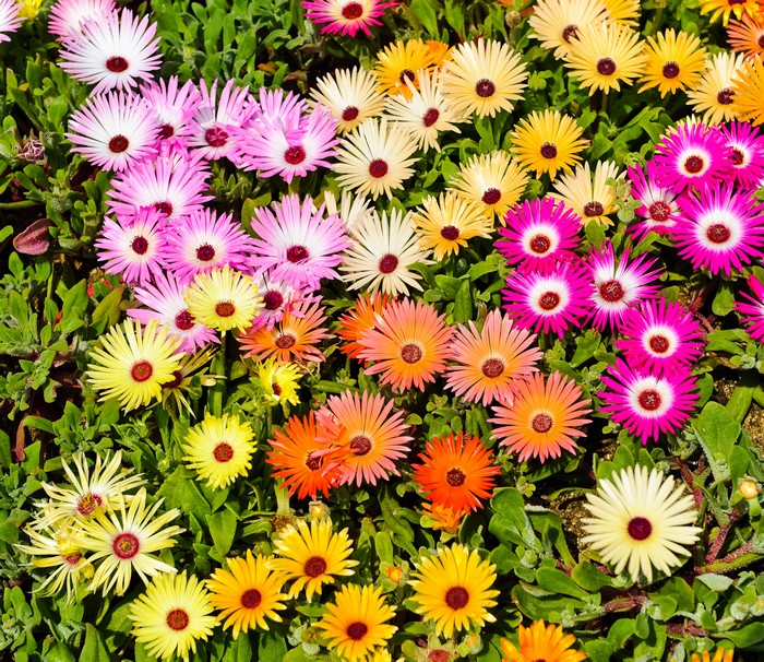 4K Mesembryanthemum flowers closeup