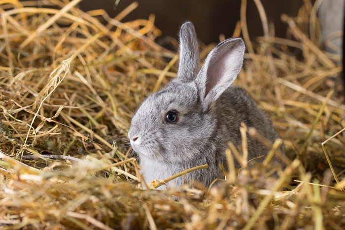 Gray rabbit in hay