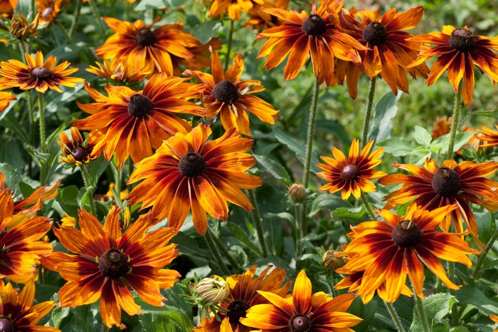 Orange Rudbeckia flowers in a garden