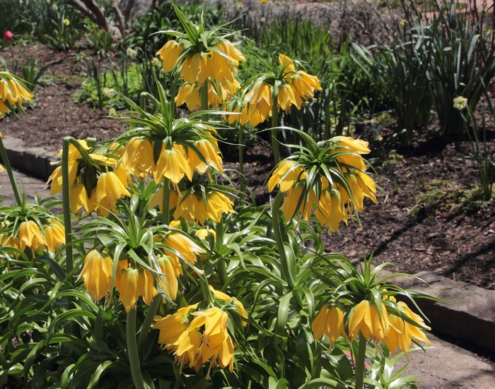 Yellow Fritillaria imperialis flowers in a garden