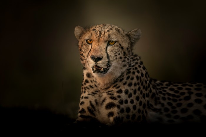 Cheetah looking to the side