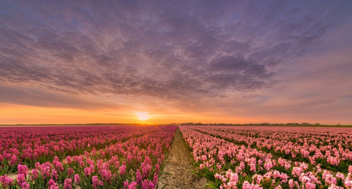 Hyacinth fields at sunrise in the Netherlands