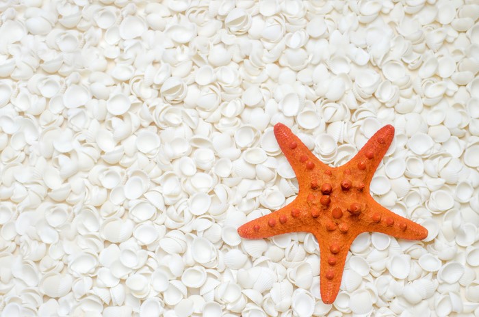 Orange Starfish on White Shells