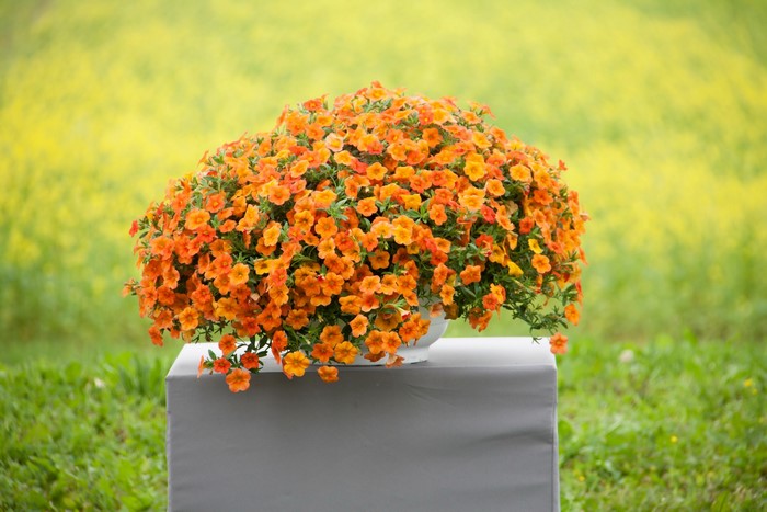 A pot of orange petunias on a table
