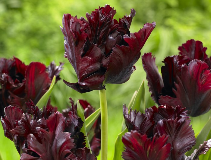 Black Parrot Tulips in a Garden