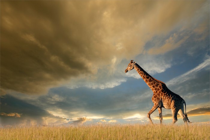 Giraffe walking in a field under a dramatic sky