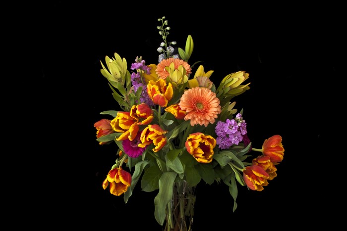 Bouquet of Tulips, Gerberas, and Matthiola on Black Background