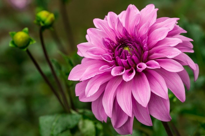 Pink Dahlia flower with buds