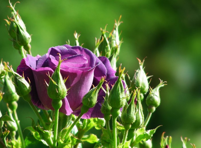 Purple rose with many buds