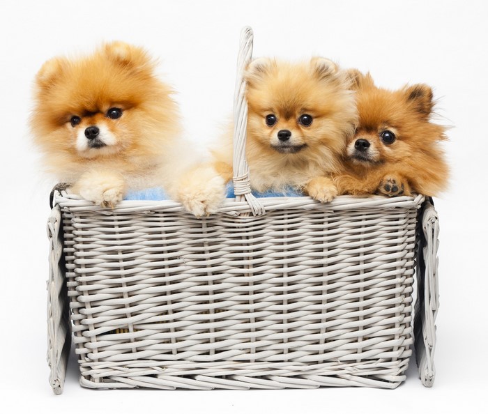 Three Pomeranian puppies in a wicker basket