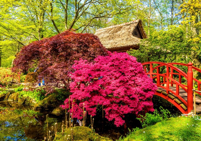 Japanese garden with red bridge and pond in Hague, Netherlands