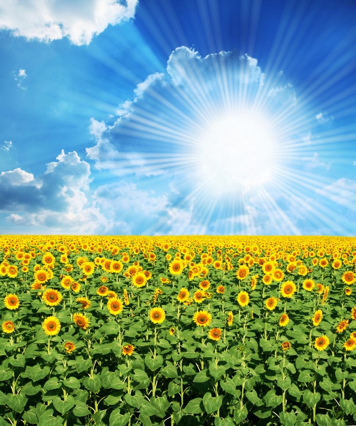 Field of sunflowers under a bright sun and blue sky