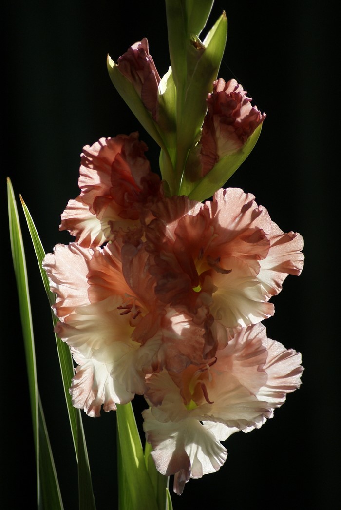 Close-up of pink and white Gladiolus flowers