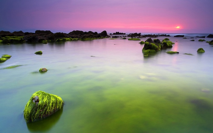 Mossy rocks in the ocean at sunset