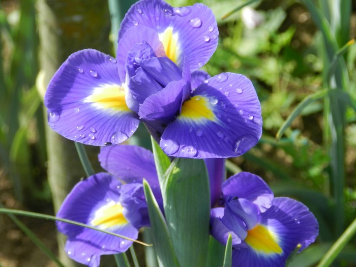 Purple Irises with Water Droplets