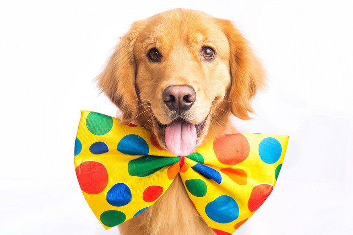Golden Retriever dog with a colorful bow tie