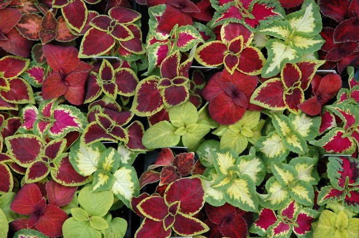 Multicolor Coleus foliage