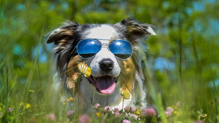 Australian Shepherd Dog Wearing Sunglasses in Field