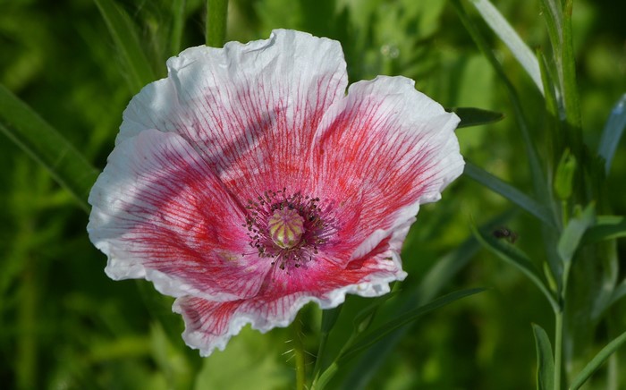 Close-up of a pink and white poppy flower