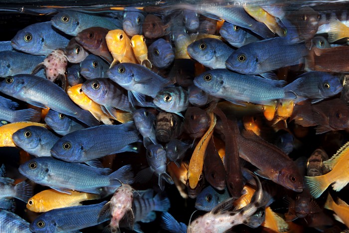 A large group of colorful fish in an aquarium