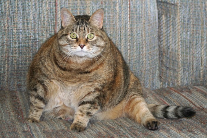 Fat tabby cat sitting on a couch