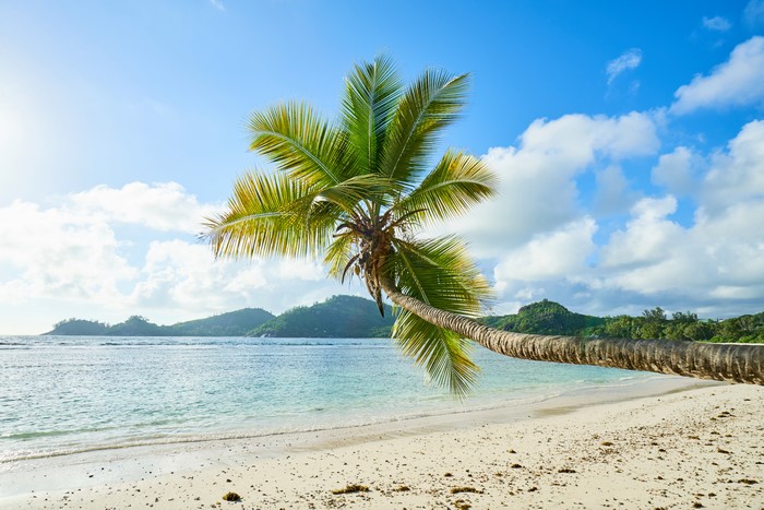 Palm tree on a tropical beach with ocean and mountains