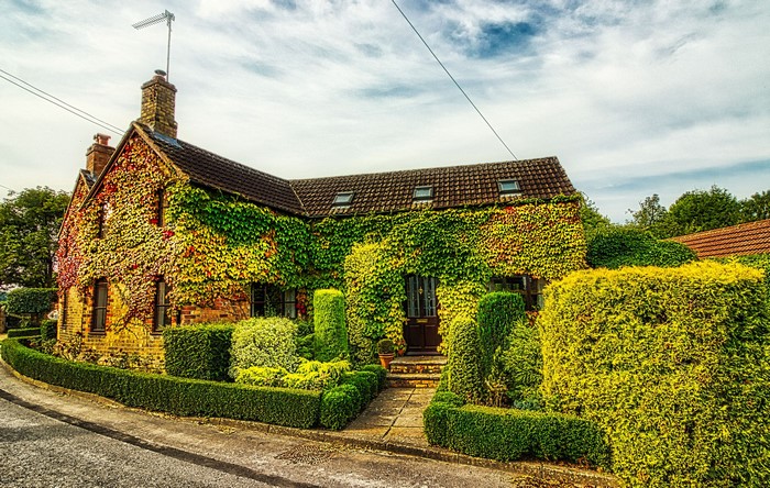 English house covered in ivy with manicured shrubs