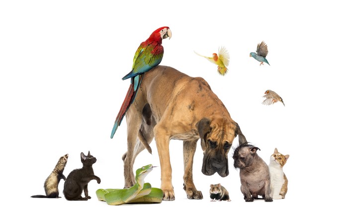 Great Dane with various pets including cats, birds, snake, and ferret