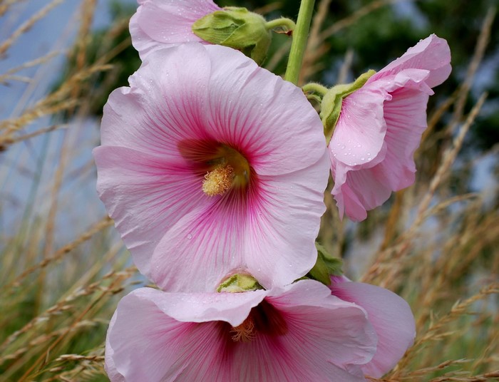 Pink Hollyhock flowers with water droplets