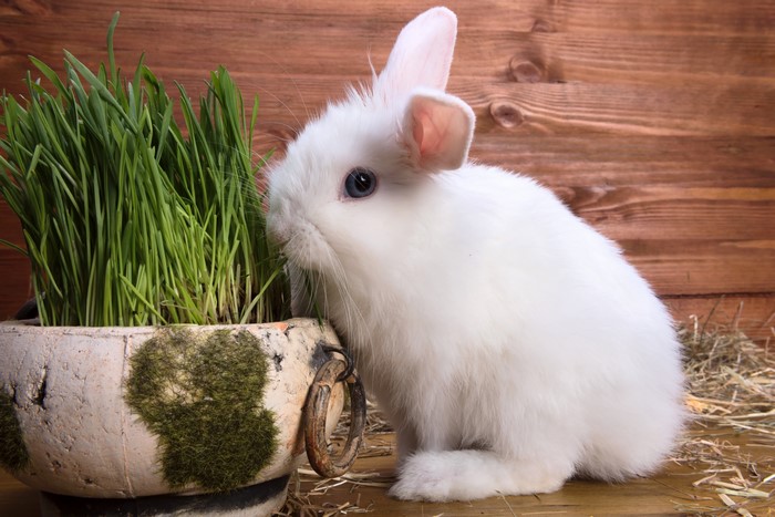 White rabbit eating grass from a pot