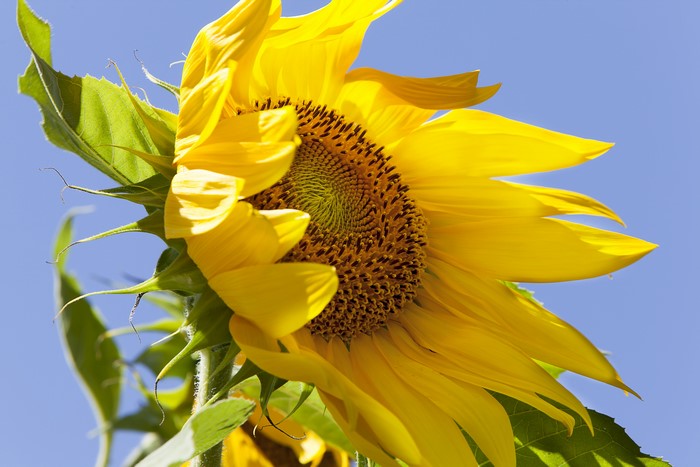 Sunflower Closeup