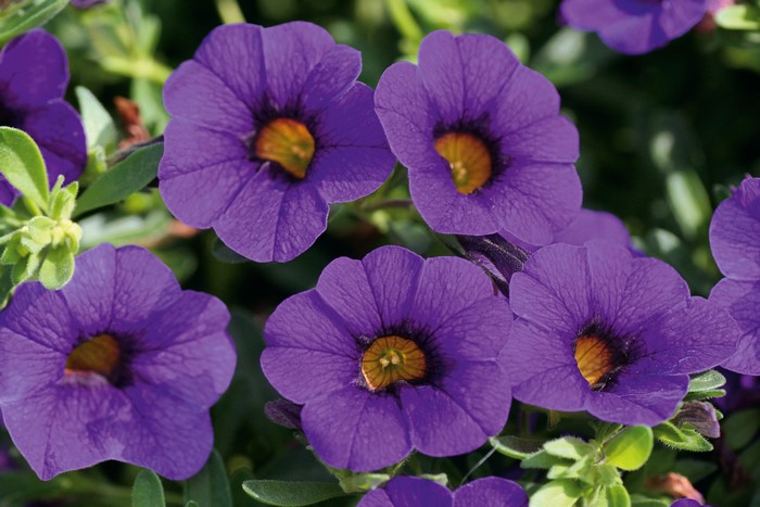 Close-up of purple Calibrachoa flowers