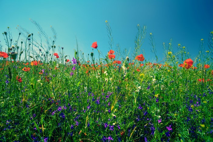 Field of Poppies and Wildflowers