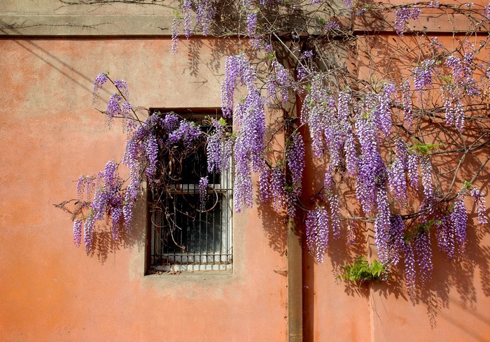 Wisteria flowers cascading down a peach-colored wall with a window