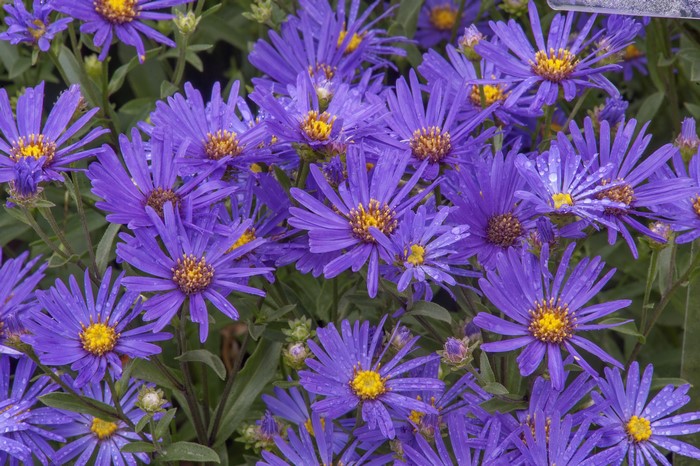 Purple Asters with Yellow Centers and Water Droplets