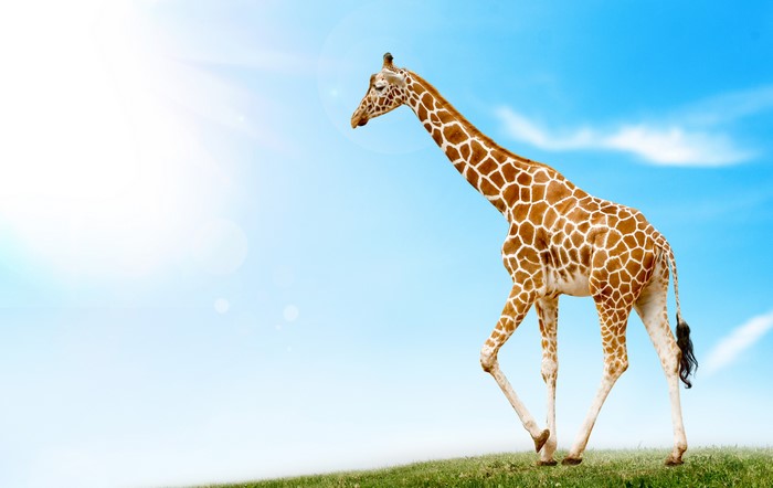 4K Giraffe Walking on Green Hill